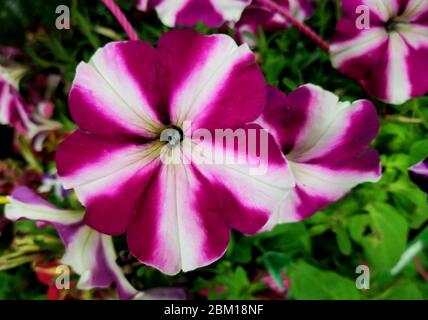 Fleurs pétunia pourpres et blanches en pleine floraison Banque D'Images