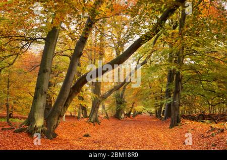 Avenue Beech Tree d'automne, domaine Ashridge Banque D'Images