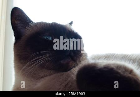 Chat birman assis à la maison et regardant la fenêtre. Banque D'Images