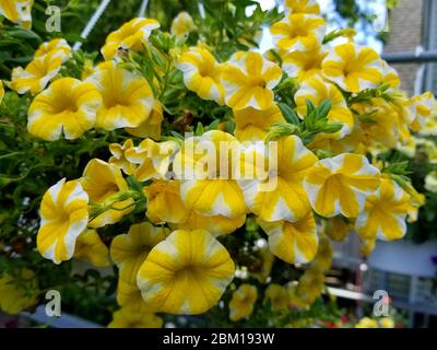 Magnifique Calibrachoa hybride Superbells Lemon Slice fleurs jaunes et blanches Banque D'Images