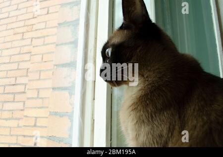 Chat birman assis à la maison et regardant la fenêtre. Banque D'Images