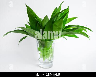 Ramson, bouquet d'ail sauvage dans un verre isolé sur fond blanc Banque D'Images