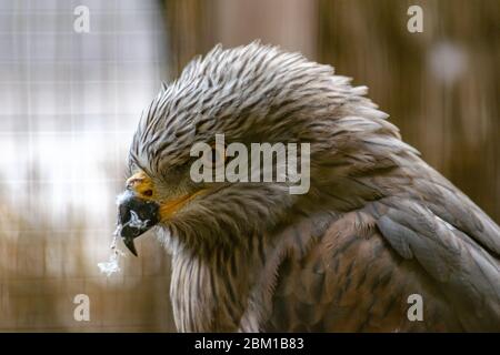 un portrait d'un oiseau de proie ayant un propre et se débarrasser des plumes anciennes Banque D'Images