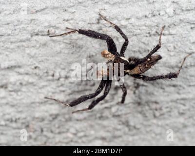 Macro Photographie de Portia Jumping Spider sur le mur Banque D'Images