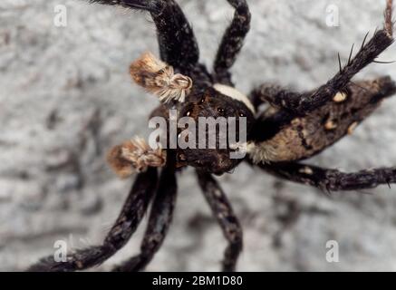 Macro Photographie de Portia Jumping Spider sur le mur Banque D'Images