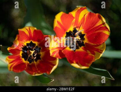 Oranienburg, Allemagne. 24 avril 2020. Des tulipes de jardin rayées fleurissent dans le parc près du château, le jardin de 30 hectares de la ville. Les tulipes rayées sont également appelées tulipes de Rembrandt. Credit: Soeren Stache/dpa-Zentralbild/ZB/dpa/Alay Live News Banque D'Images