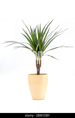 Dracena marginata ou Dragon Tree Plant - plante de maison en pot de fleurs sur fond blanc. Planter dans un pot. Dracena marginata isolé sur fond blanc Banque D'Images