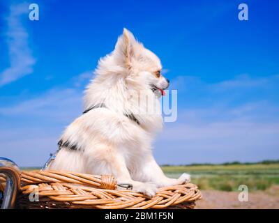 Petit chien Chihuahua sur panier à vélo. Chiot voyageant avec des personnes sur la route dans la région dune de l'île Schiermonnikoog aux pays-Bas. Sport familial actif. Concept de voyage et de vacances d'été. Banque D'Images