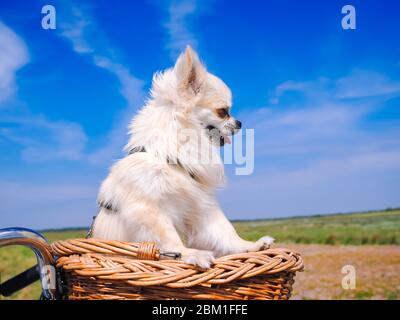 Petit chien Chihuahua sur panier à vélo. Chiot voyageant avec des personnes sur la route dans la région dune de l'île Schiermonnikoog aux pays-Bas. Sport familial actif. Concept de voyage et de vacances d'été. Banque D'Images