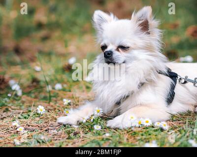 Petit chien blanc chihuahua s'assoir sur le sol en forêt avec des fleurs de Marguerite et un jour d'été. Promenade en chiens dans le parc d'été. Un chiot très doux. Animaux jouant à l'extérieur. Animaux de compagnie dans les bois dans la nature. Banque D'Images