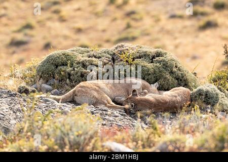 Paire de jeunes puma qui dorment devant des rochers sur le flanc d'une colline. Également connu sous le nom de couguar ou lion de montagne. Banque D'Images