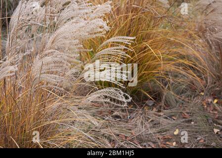 Herbe de Miscanthus sinensis en fleur Banque D'Images