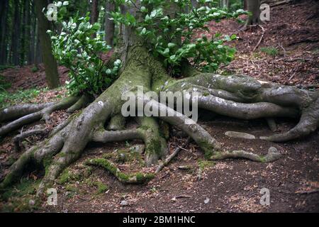 Arbre géant mystique racines dans la forêt verte profonde Banque D'Images