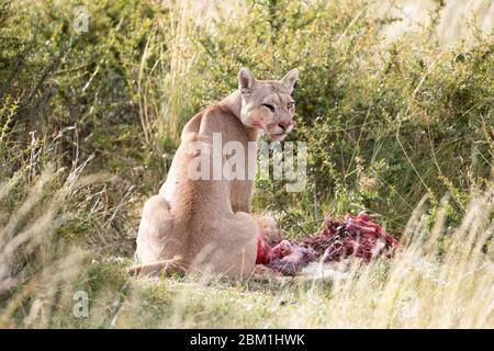 puma femelle adulte unique allaitant à partir d'une carcasse de guanaco. Également connu sous le nom de couguar ou lion de montagne. Banque D'Images