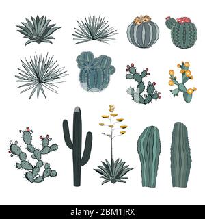 Set saguaro cactus, cactus fleuris, poire pirickly, agaves, et yucca. Collection de vecteurs isolée sur fond blanc. Illustration de Vecteur