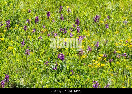 Orchidée à ailes vertes Orchis morio colonie dans un pré de fleurs sauvages à Ashton court près de Bristol UK Banque D'Images