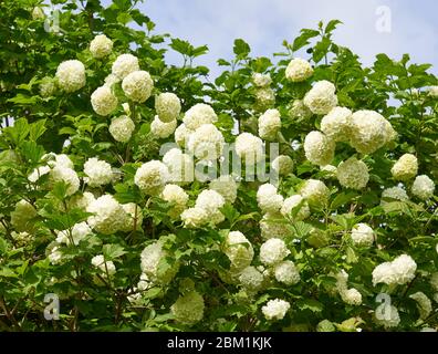 Viburnum opulus Roseum 'Snowball' une variété de la rose Gelder Arbuste aux fleurs de pompon blanc - Somerset UK Banque D'Images