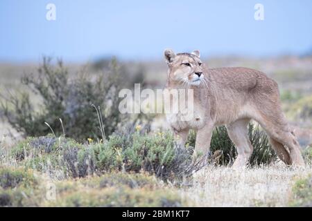 puma femelle adulte unique se tient dans l'herbe en attendant de commencer à chasser. Également connu sous le nom de couguar ou lion de montagne. Banque D'Images