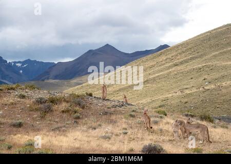 Un groupe familial de mère et 4 petits marchant sur la colline en face de la chaîne de montagnes Torres Del Paine. Banque D'Images