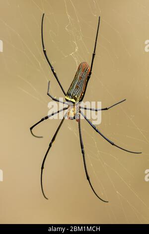 Araignée géante - Nephila pilipes, grande araignée colorée des forêts et des terres boisées de l'Asie du Sud-est, Malaisie. Banque D'Images