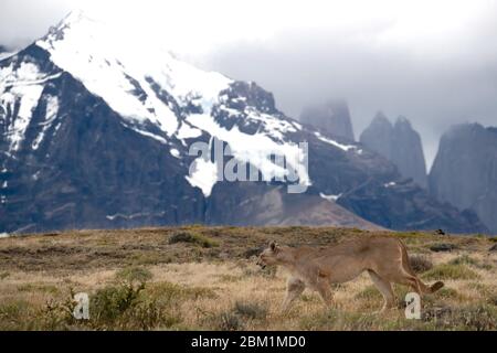 Une seule Puma marchant dans les prairies sur le flanc de la colline en face de la chaîne de montagnes Torres Del Paine avec les trois tours en arrière-plan Banque D'Images