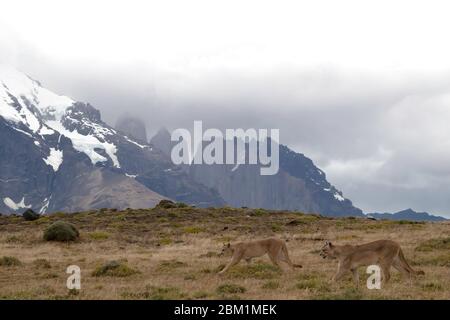 Les pumas se promènaient dans les prairies sur le flanc de la colline, en face de la chaîne de montagnes Torres Del Paine, avec les trois tours en arrière-plan Banque D'Images