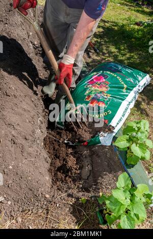 La pelouse de banlieue a été creusée de fumier creusé dans une tranchée avant de planter des haricots blancs pour être autosuffisants et espérer une bonne récolte dans quelques mois. Reading, Berkshire, Royaume-Uni Banque D'Images