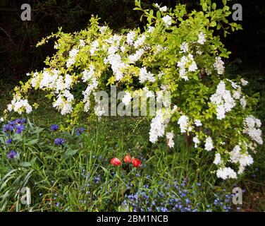 Tulipes de perroquet rouge, fleur blanche d'Exochorda matrantha, et bleuets, Centaurea et Forget-me-nots, Mysotis Banque D'Images