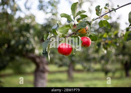 Deux pommes rouges poussant sur la branche Banque D'Images