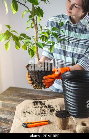 Une femme jardinière en gants transplante un jeune arbre orange dans le sol d'une petite casserole à une grande. Concept de jardinage et de soins de pl. Domestique Banque D'Images