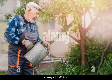 L'homme senior verse des arrosoirs dans le potager de la plante. Concept ferme Banque D'Images