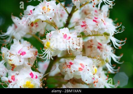 Italie, Lombardie, Crema, arbre de châtaigne à cheval en fleur, fleur d'Aesculus hippocastanum. Banque D'Images