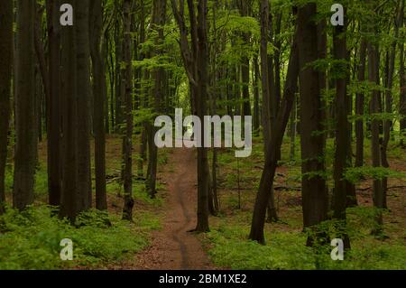 Sentier dans une forêt de hêtres avec de grands arbres après la pluie Banque D'Images