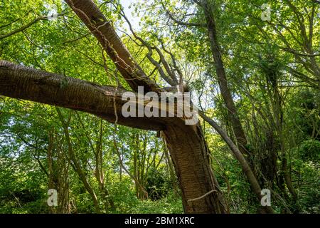 Tronc d'arbre cassé sur un arbre tombé dans un bois anglais. Banque D'Images