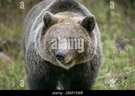 forêt de portraits d'ours brun sauvage en gros plan Banque D'Images