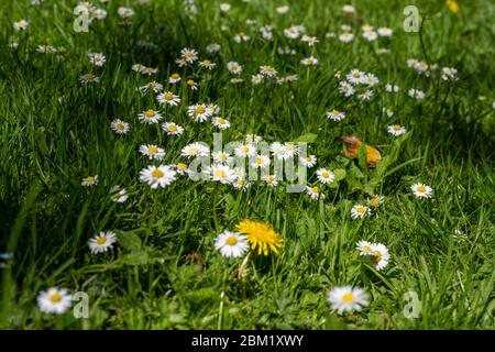 Une tache de pâquerettes communes [Bellis perennis] dans une pelouse le jour d'été ensoleillé au Royaume-Uni Banque D'Images