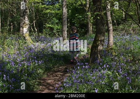 Fille dans les bois de bluebell dans une robe de stripey Banque D'Images