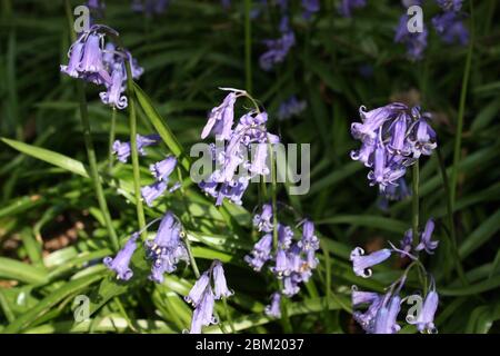 Blue Bluebells fleurit dans le parc national de Shotover, oxfordshire Banque D'Images