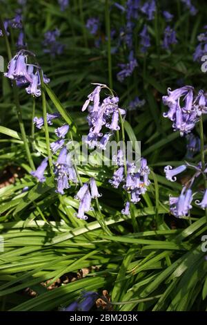 Blue Bluebells fleurit dans le parc national de Shotover, oxfordshire Banque D'Images