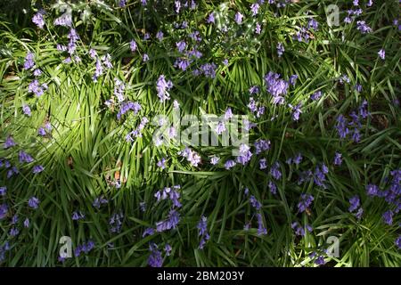 Blue Bluebells fleurit dans le parc national de Shotover, oxfordshire Banque D'Images