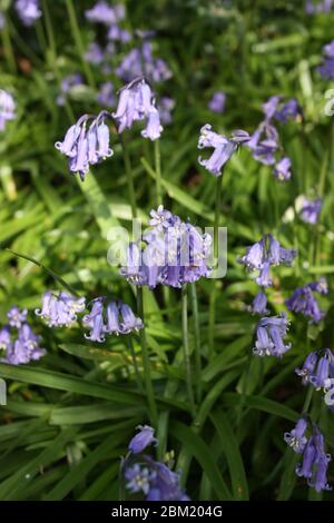 Blue Bluebells fleurit dans le parc national de Shotover, oxfordshire Banque D'Images