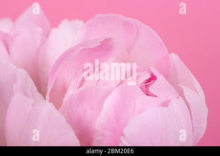 une pivoine rose sur fond rose macro Banque D'Images
