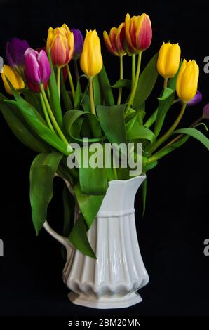Une vie encore avec un bouquet de tulipes colorées dans un vase blanc en face de fond noir Banque D'Images