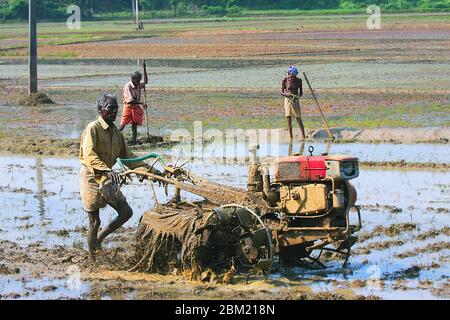 travailleurs travaillant sur les rizières du kerala,sud de l'inde,inde,asie,agriculture en inde,riziculture du kerala,pradeep subramanian Banque D'Images