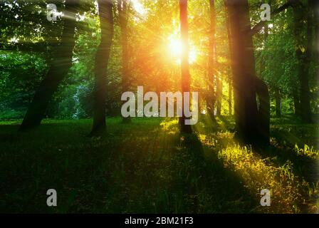 Paysage d'été forestier - arbres forestiers avec herbe au premier plan et lumière du soleil brillant à travers les arbres de forêt d'été, forêt colorée d'été natur Banque D'Images