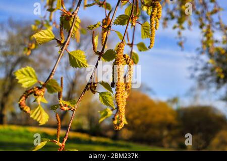 Le bouleau (Betula) fleurit ou attrape et feuilles vertes au printemps contre le ciel bleu. L'allergie au pollen de bouleau est une allergie saisonnière courante. Banque D'Images