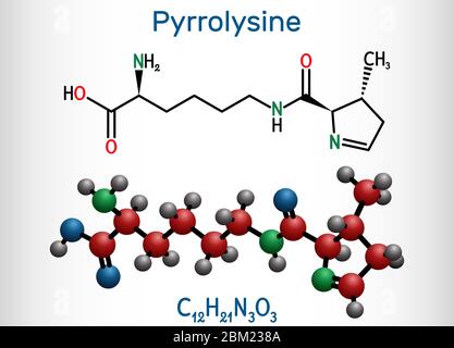 Pyrrolysine, l-pyrrolysine, pylhylpine, molécule C12H21N3O3. C'est un acide aminé, est utilisé dans la biosynthèse des protéines. Formule chimique structurale et molécule Illustration de Vecteur