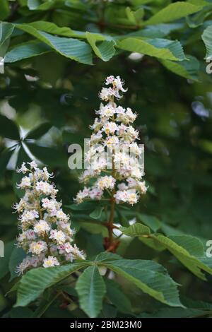 Gros plan sur des fleurs d'Aesculus hippocastanum blanc, un grand arbre décidus, synoïque (à fleurs hermaphrodites), communément appelé châtaigne de cheval. Banque D'Images