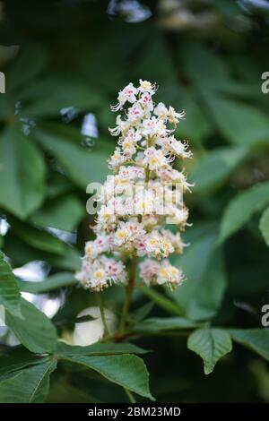 Gros plan sur des fleurs d'Aesculus hippocastanum blanc, un grand arbre décidus, synoïque (à fleurs hermaphrodites), communément appelé châtaigne de cheval. Banque D'Images