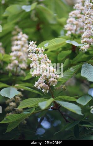 Gros plan sur des fleurs d'Aesculus hippocastanum blanc, un grand arbre décidus, synoïque (à fleurs hermaphrodites), communément appelé châtaigne de cheval. Banque D'Images
